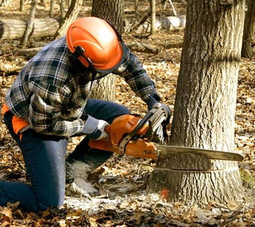 Tree Removal in Deville, LA